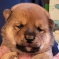 Acheter Shiba bébé pour 1800 €