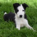 Border Collie chiot vendu 500 €