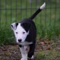 Border Collie disponible en Seine-Maritime