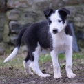 Chiot Border Collie sans pedigree – prix 500 €.