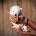 Chiot Laika de Yakoutie de race LOF avec pedigree  adopter.