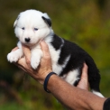 Chiot Laika de Yakoutie  vendre au prix de 1650  vaccin et identifi.