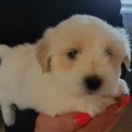 Chiot d'apparence de race Coton de Tulear  adopter.