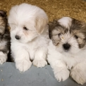 Chiot d'apparence de race Coton de Tulear  adopter.