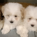 Chiot d'apparence de race Coton de Tulear  adopter.