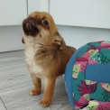 Chiot Chihuahua sans pedigree – prix 860 €.