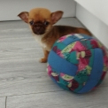 Chihuahua disponible dans l'Oise