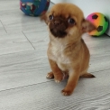 Chihuahua disponible dans l'Oise