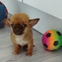 Chien Chihuahua proposé par l’élevage Des Jardins d'Omya.