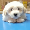 Chiot d'apparence de race Coton de Tulear  adopter.