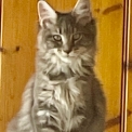 Maine Coon disponible en Vendée