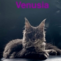 Maine Coon disponible en Vendée