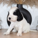 Chiot Cocker Anglais Spaniel de race  en région Pays de la Loire.