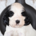 Cocker Anglais Spaniel disponible en Mayenne