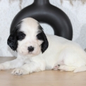 Chiot Cocker Anglais Spaniel de race – prix 1400 €.