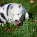 Chiot Laika de Yakoutie de race  prix 1400 .