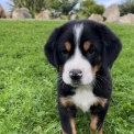 Chiot Grand Bouvier Suisse de race – prix 2300 €.