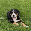 Chien Grand Bouvier Suisse proposé par l’élevage DU CLOS DE LA RONCIERE.