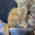 Maine Coon disponible en Eure-et-Loir