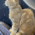 Maine Coon disponible en Eure-et-Loir