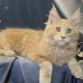 Chaton Maine Coon de race – prix 1750 €.