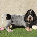 Chiot Basset Bleu de Gascogne de race – prix 850 €.