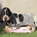 Basset Bleu de Gascogne disponible dans le Maine-et-Loire