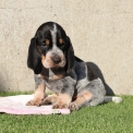 Chien Basset Bleu de Gascogne proposée par l’élevage des vallées longeronnaises.