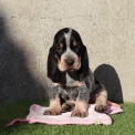 Chiot Basset Bleu de Gascogne de race  en région Pays de la Loire.