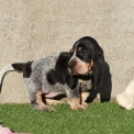 Chiot Basset Bleu de Gascogne de race – prix 850 €.