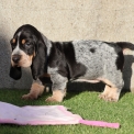 Chien Basset Bleu de Gascogne proposée par l’élevage des vallées longeronnaises.