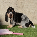 Basset Bleu de Gascogne disponible dans le Maine-et-Loire