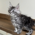 Maine Coon disponible en Aveyron