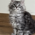 Acheter Maine Coon bébé pour 1300 €