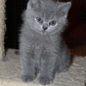 Chat British Shorthair proposée par l’élevage Domaine du chemin du Paradis.