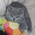 Chaton British Shorthair de race – prix 1200 €.