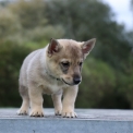 Chien Spitz des Visigoths proposé par l’élevage de L'Âme des Loups.