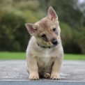 Chiot Spitz des Visigoths de race  en région Hauts-de-France.