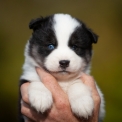 Chiot Laika de Yakoutie de race  en région Normandie.