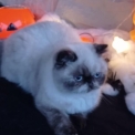 Chaton Exotic Shorthair de race – prix 1060 €.