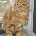 Maine Coon disponible en Haute-Garonne