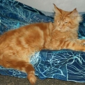 Maine Coon disponible en Haute-Garonne