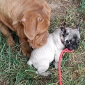 Chien Bouledogue Français proposée par l’élevage Elevage Des Bois de Ciaum.