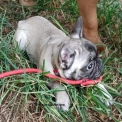 Chien Bouledogue Français proposée par l’élevage Elevage Des Bois de Ciaum.