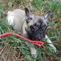 Chiot Bouledogue Français sans pedigree – prix 1200 €.