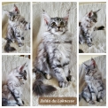 Maine Coon disponible en Indre-et-Loire