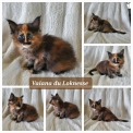 Cette petite femelle Maine Coon propose  l'achat est ne le 24/08/2024.