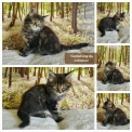 Chaton Maine Coon de race – prix 1300 €.