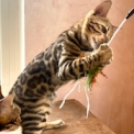 Chaton Chat Bengal de race – prix 1100 €.