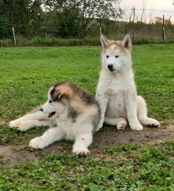 Petit mâle Malamute de l'Alaska né le 04/09/2024 est proposé – vendu 1100 €.